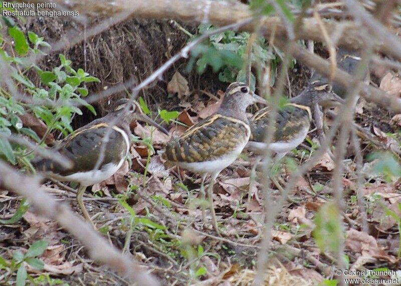 Rhynchée peinteadulte nuptial, identification