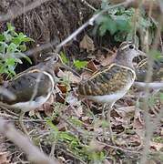 Greater Painted-snipe