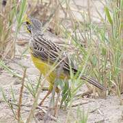 Yellow-throated Longclaw