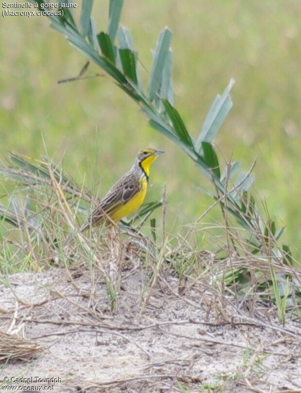 Yellow-throated Longclaw