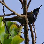 Green-headed Sunbird