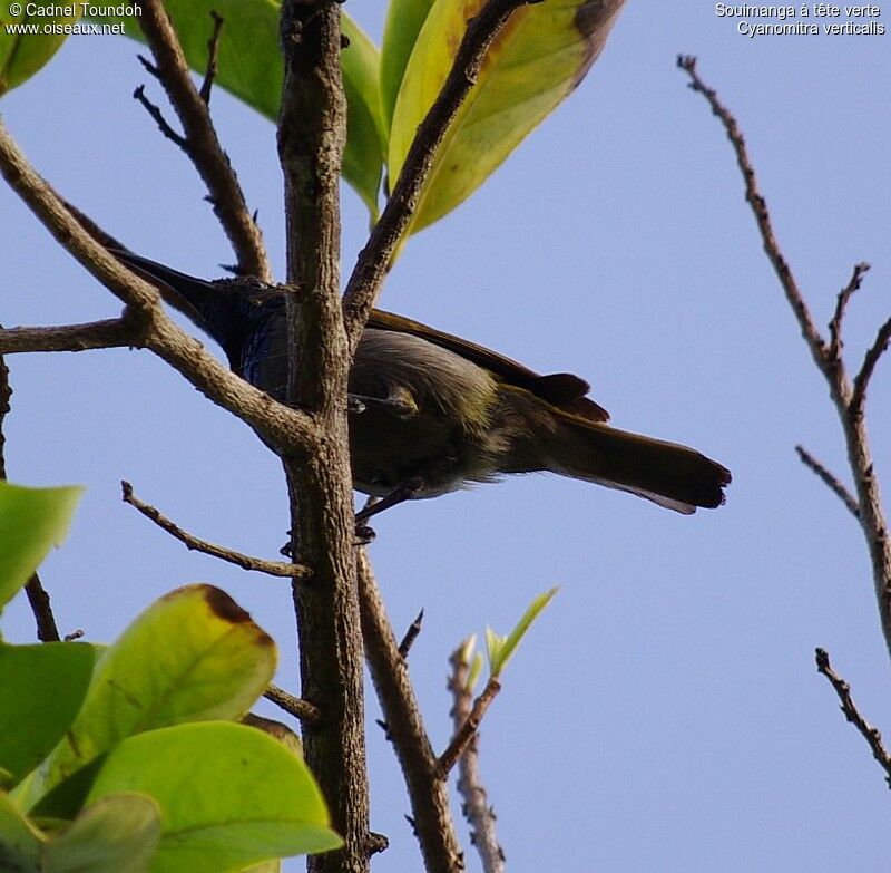 Green-headed Sunbird male adult breeding, identification