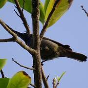 Green-headed Sunbird