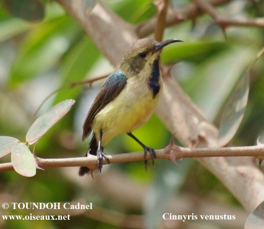 Variable Sunbird male immature, identification