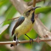 Variable Sunbird