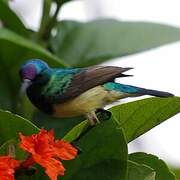 Variable Sunbird