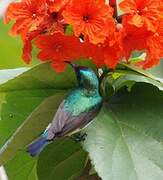 Variable Sunbird