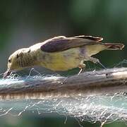 Variable Sunbird