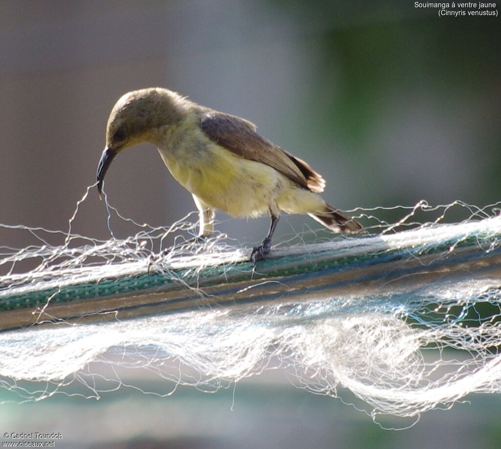 Variable Sunbird female adult breeding, identification