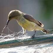 Variable Sunbird