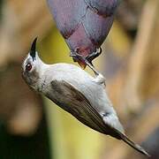 Mangrove Sunbird