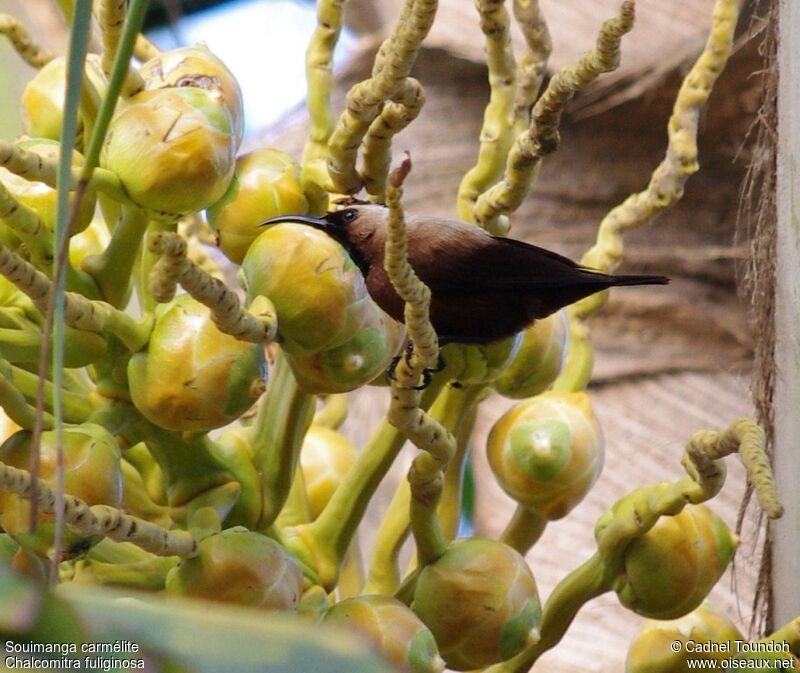 Carmelite Sunbird male adult breeding, identification, song