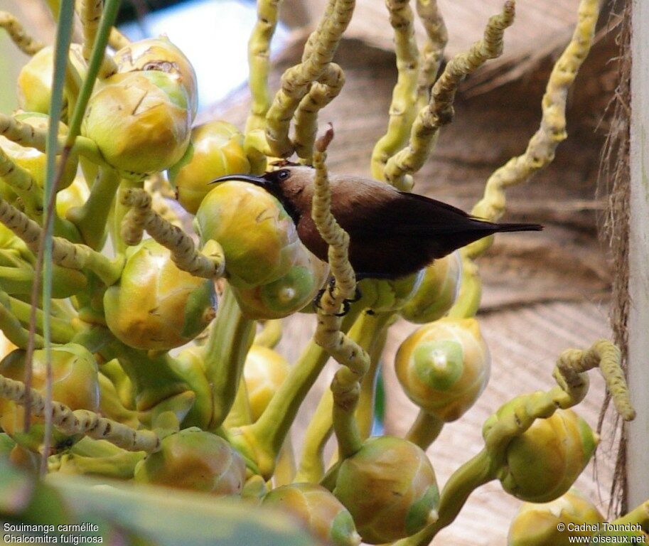 Carmelite Sunbird male adult breeding, identification, song