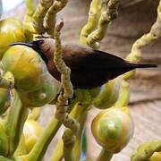 Carmelite Sunbird