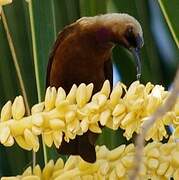 Carmelite Sunbird