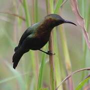 Copper Sunbird