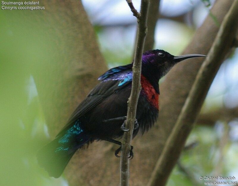 Splendid Sunbird male adult breeding, identification