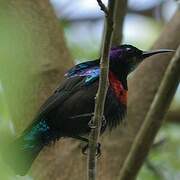 Splendid Sunbird