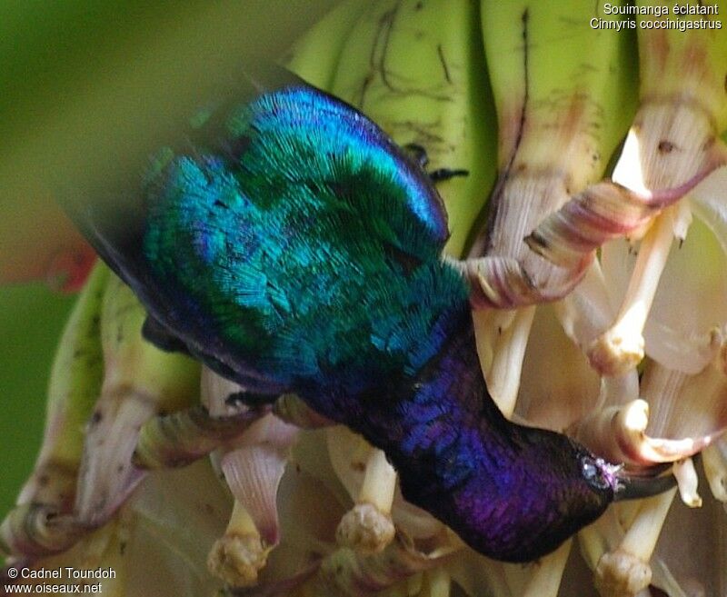 Splendid Sunbird male adult breeding, identification