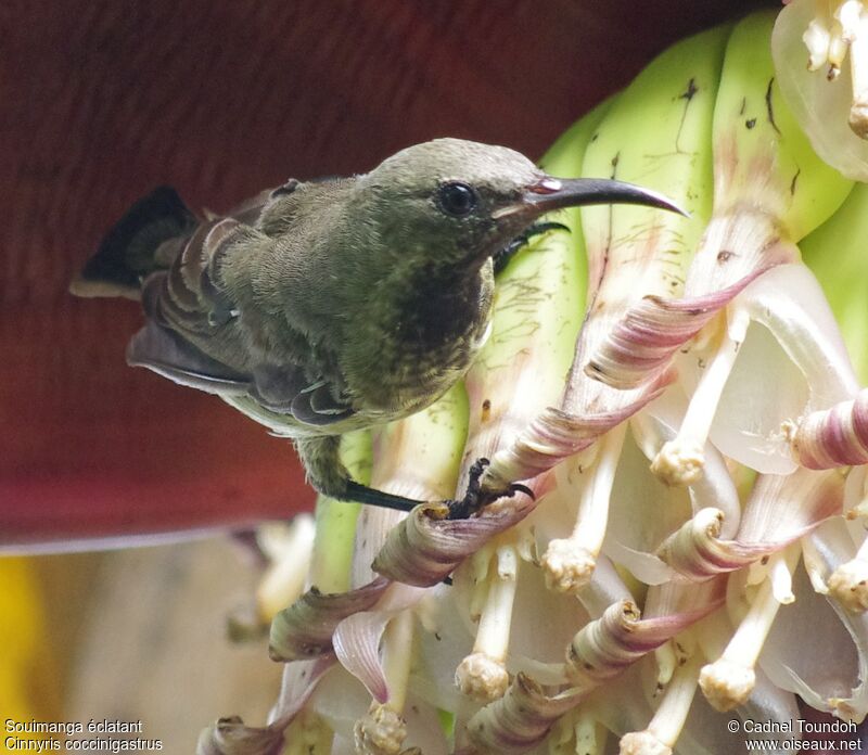 Splendid Sunbird male juvenile, identification, song
