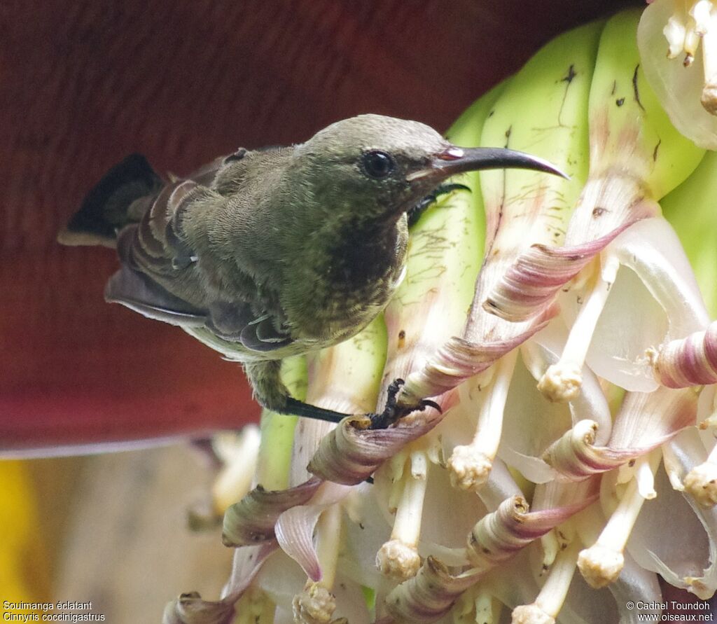 Souimanga éclatant mâle juvénile, identification, chant