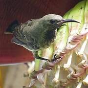 Splendid Sunbird