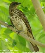 Violet-backed Starling