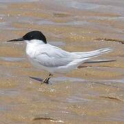 Damara Tern