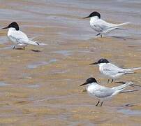 Damara Tern