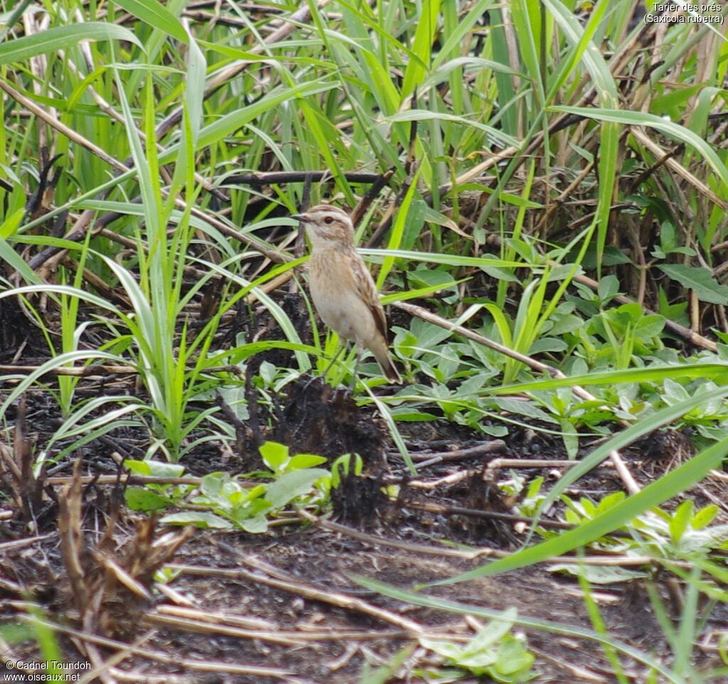 Whinchatadult post breeding, identification