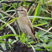 Whinchat