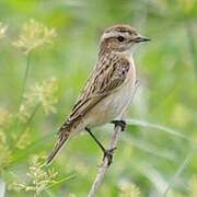 Whinchat