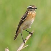 Whinchat