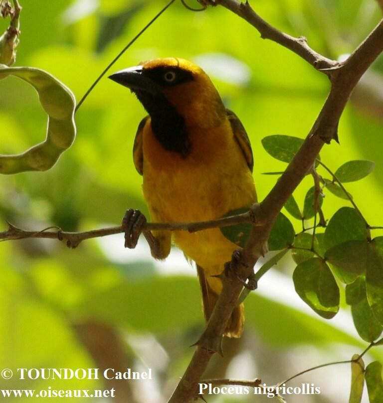 Black-necked Weaver male adult breeding, identification