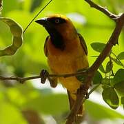 Black-necked Weaver