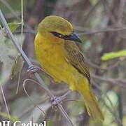 Black-necked Weaver