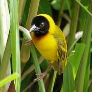 Black-headed Weaver