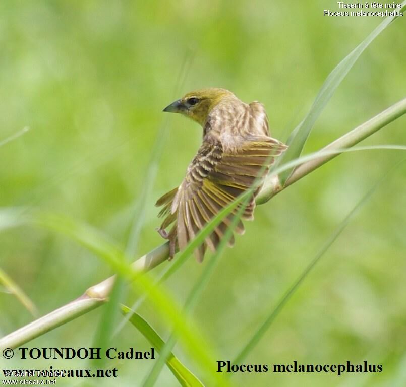 Black-headed Weaver female adult, identification, song, Behaviour