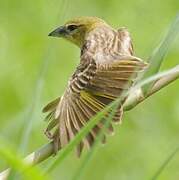 Black-headed Weaver