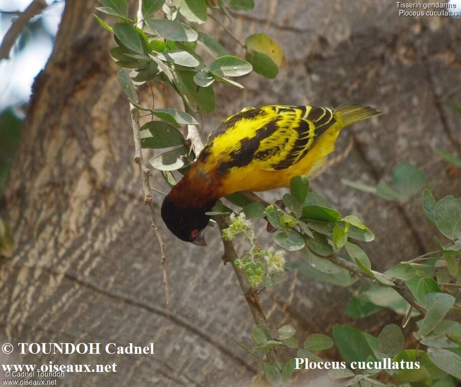 Village Weaver male adult breeding, identification