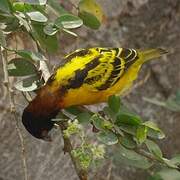 Village Weaver