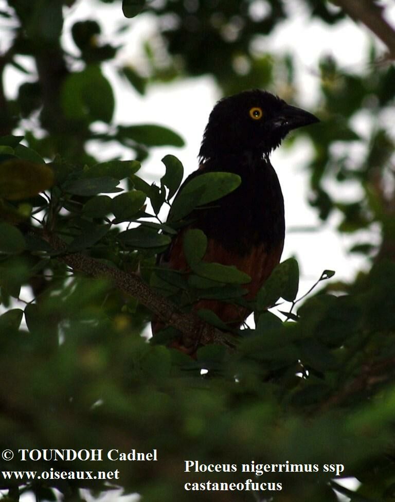 Chestnut-and-black Weaver male adult breeding, identification