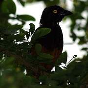 Chestnut-and-black Weaver