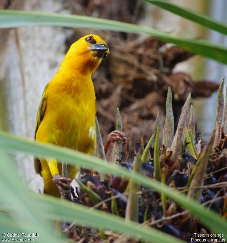 Orange Weaver male adult breeding, identification, song