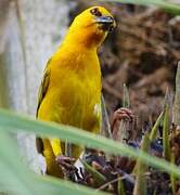 Orange Weaver