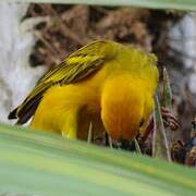 Orange Weaver