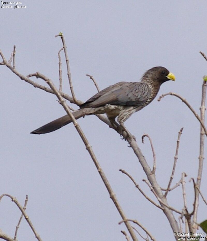 Western Plantain-eateradult, identification