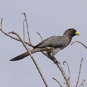 Western Plantain-eater