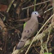 Blue-spotted Wood Dove