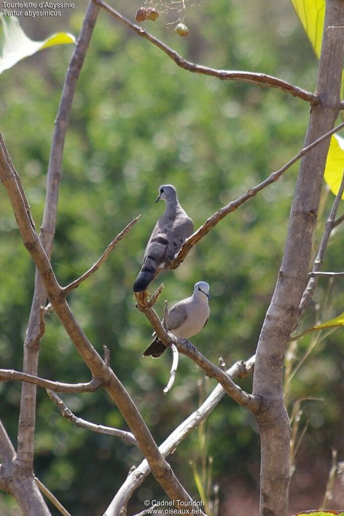 Black-billed Wood Doveadult, identification